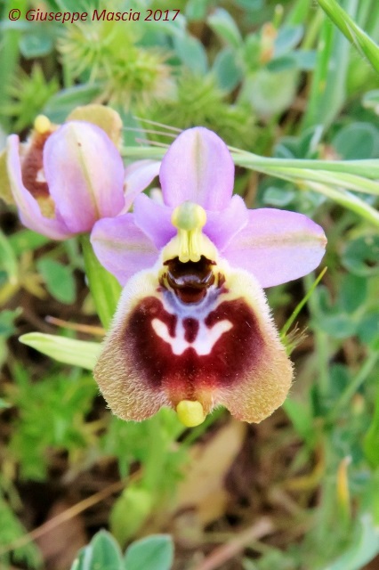 Ophrys parvimaculata x Ophrys tardans